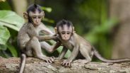 Baby Monkeys
