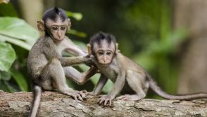 Baby Monkeys