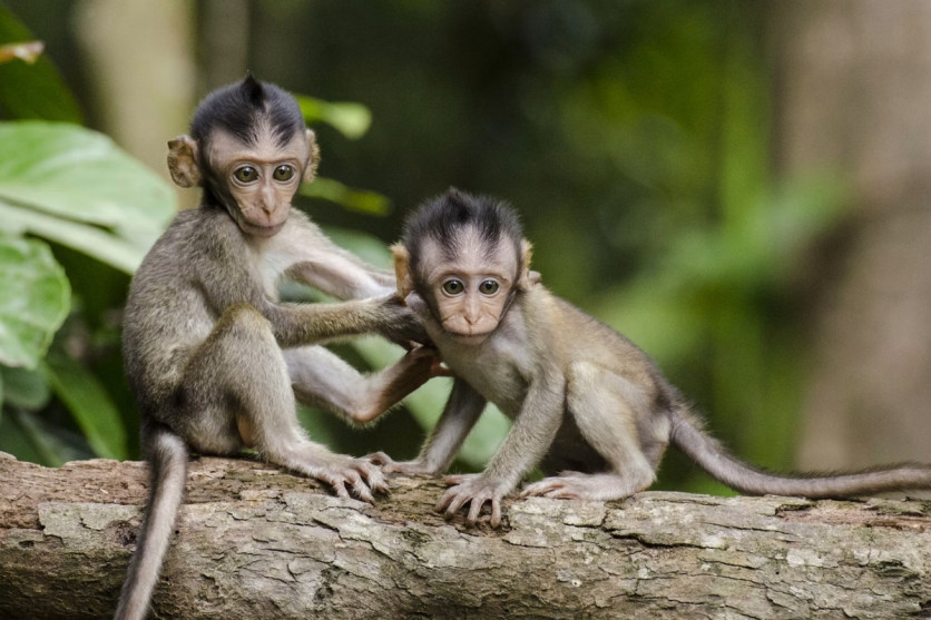 Baby Monkeys