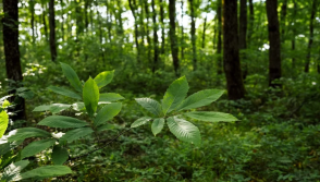 Rare American chestnut grove threatened by AI campus relocation