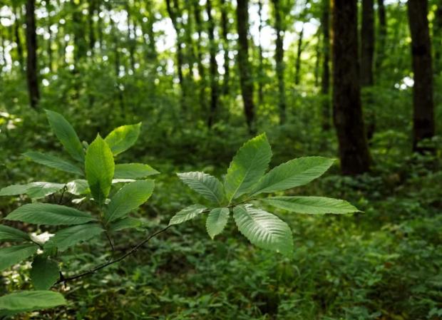 Rare American chestnut grove threatened by AI campus relocation