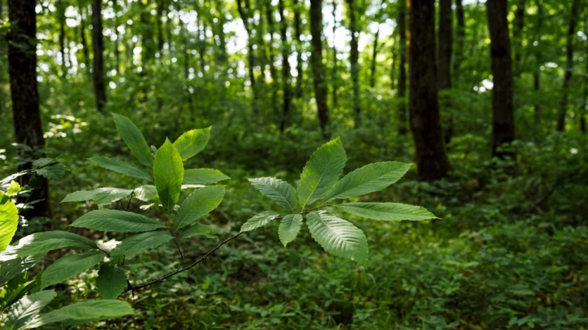 Rare American chestnut grove threatened by AI campus relocation